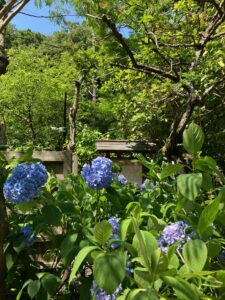 明月院の紫陽花
