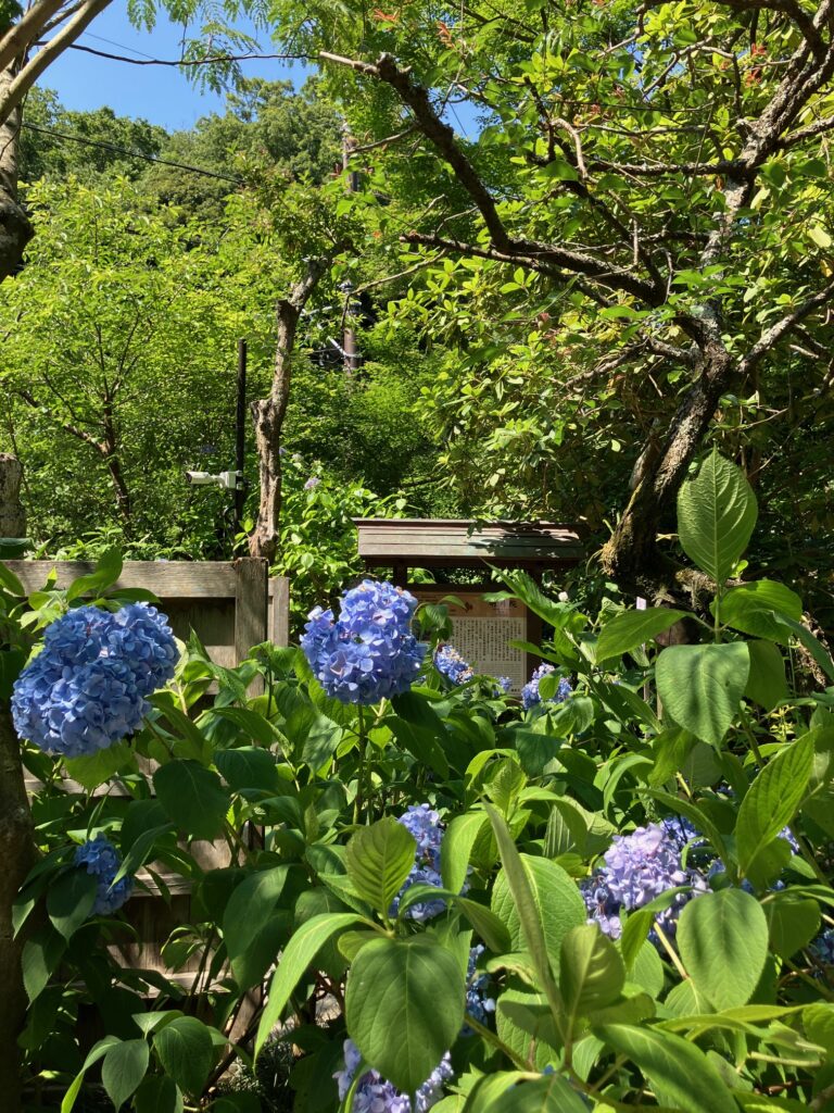 明月院の紫陽花